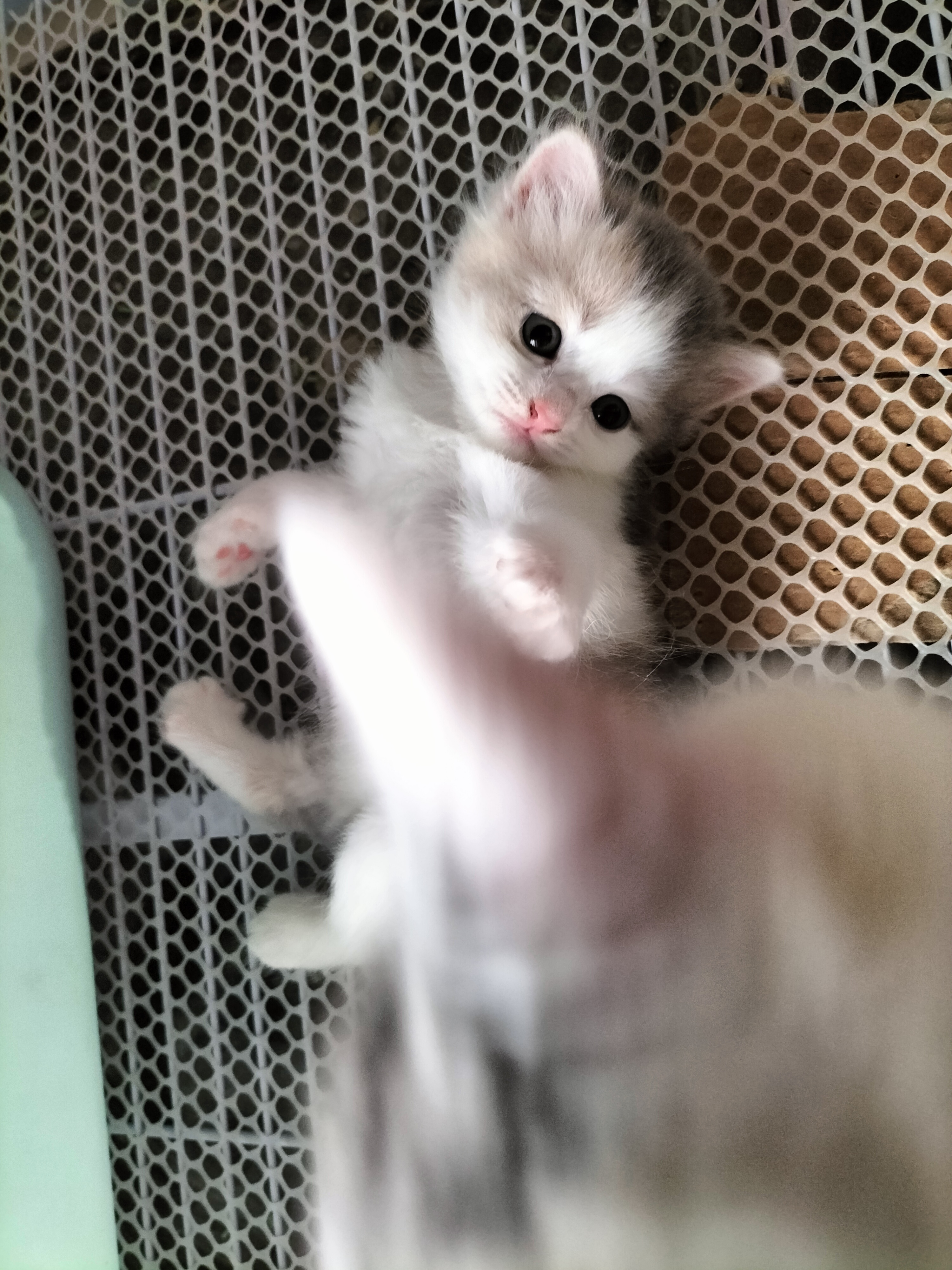 英国短毛猫